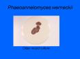 Phaeoannelomyces werneckii