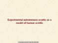 Experimental autoimmune uveitis as a model of human uveitis