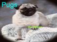 Pugs