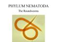 PHYLUM NEMATODA