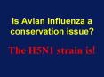 Is Avian Influenza a conservation issue