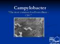Campylobacter