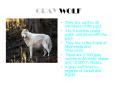 GRAY WOLF