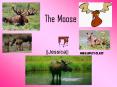 The Moose