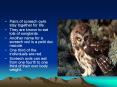 Eastern Screech Owl
