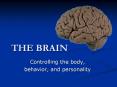 THE BRAIN