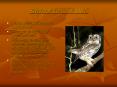 Eastern Screech Owls