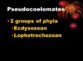Pseudocoelomates