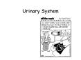 Urinary System