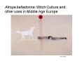 Atropa belladonna: Witch Culture and other uses in Middle Age Europe