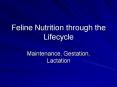 Feline Nutrition through the Lifecycle