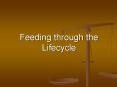 Feeding through the Lifecycle