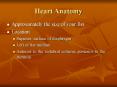 Heart Anatomy