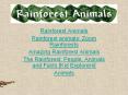 Rainforest Animals