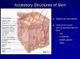 Accessory Structures of Skin