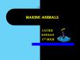 Marine Animals
