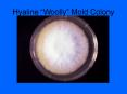 Hyaline Woolly Mold Colony
