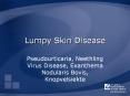 Lumpy Skin Disease