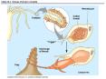Table 33.4 Classes of phylum Annelida