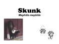 Skunk