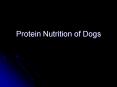 Protein Nutrition of Dogs