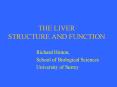 THE LIVER STRUCTURE AND FUNCTION