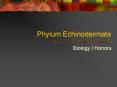 Phylum Echinodermata