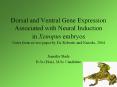 Dorsal and Ventral Gene Expression Associated with Neural Induction in Xenopus embryos Notes from re