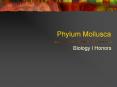 Phylum Mollusca
