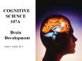 Brain Development