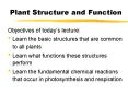 Plant Structure and Function