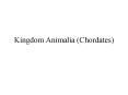 Kingdom Animalia Chordates