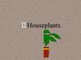Houseplants