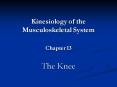 Kinesiology of the Musculoskeletal System Chapter 13