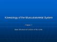 Kinesiology of the Musculoskeletal System