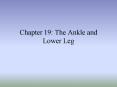 Chapter 19: The Ankle and Lower Leg