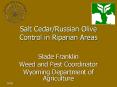 Salt CedarRussian Olive Control in Riparian Areas