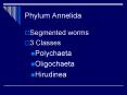 Phylum Annelida