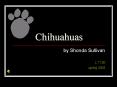 Chihuahuas