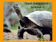 Giant Galapagos tortoise