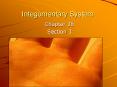 Integumentary System