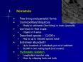 Nematoda