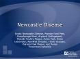 Newcastle Disease
