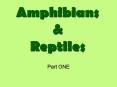 Amphibians