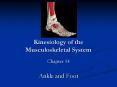 Kinesiology of the Musculoskeletal System