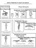 Class Oligochaeta