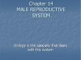 Chapter 14 MALE REPRODUCTIVE SYSTEM