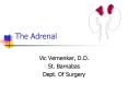The Adrenal