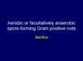 Aerobic or facultatively anaerobic sporeforming Gram positive rods