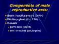 Components of male reproductive axis: